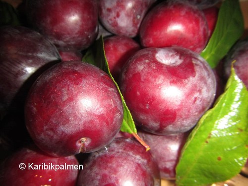 Pflaumenbaum drachenblut - pflaumenbaum, 'drachenblut'