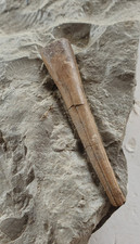 Acrocoelites brevisulcatus in