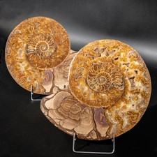 Großer Ammonit, echtes Fossil