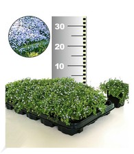 Winterhart Isotoma 'Blue Foot®' 25 Stk. trittfester Bodendecker, Rasen-Ersatz