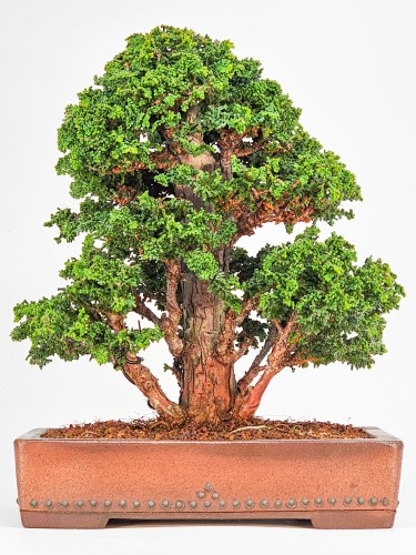 Bonsai chamaecyparis obtusa - bonsai,