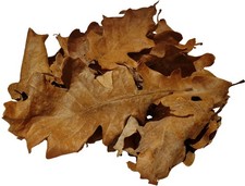50 Stück Eichenblätter