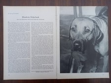 Rhodesian Ridgeback, Hund, Bericht, 1956
