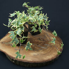 gelbbunter Efeu Hedera Yellow Ripple schnellwachsende Bodendecker Kletterpflanze