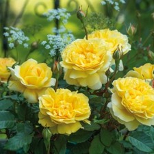 Englische Rose The Poet's Wife