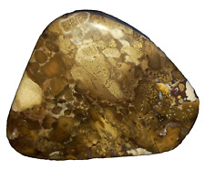 Kobrajaspis versteinerte