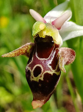 Schnepfen ragwurz ophrys - schnepfen-ragwurz,