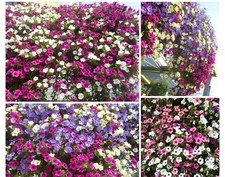 Petunie bunte MISCHUNG -