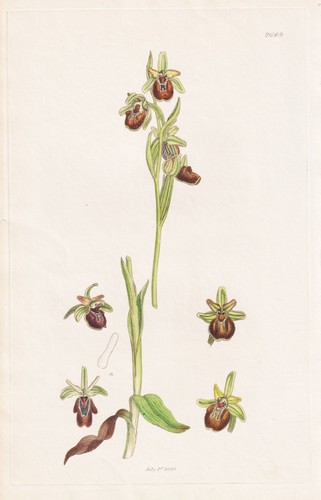 Ophrys fucifera ragwurz - fucifera,