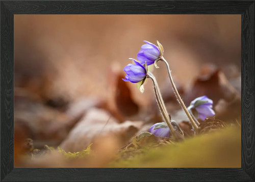 Zarte blaue blumen - zarte,