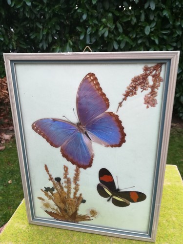 Schmetterling präparat - schmetterling,