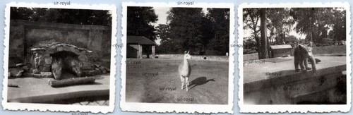 Zoo leipzig 1958 - 3x,