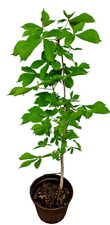Bio Kastanienbaum ca. 80 cm Rosskastanie  Aesculus hippocastanum Handaufzucht