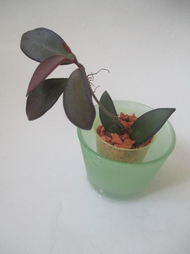 Letzte pflanze hoya - letzte,
