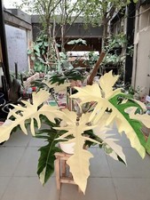 8000134 Philodendron white