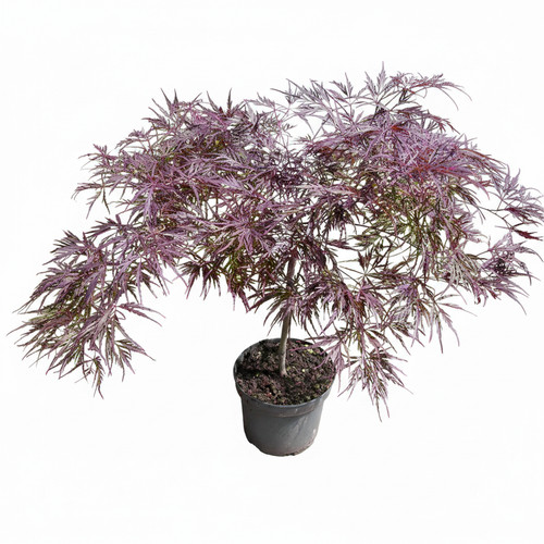 Roter schlitz ahorn acer - roter, schlitz-ahorn,