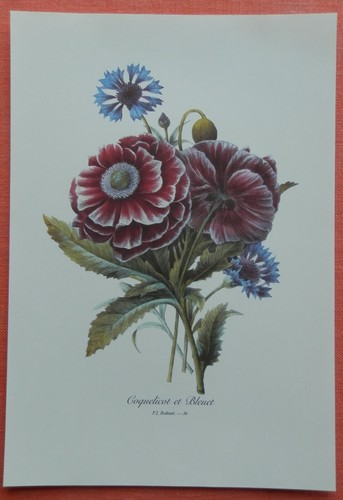 Mohn und kornblume - mohn,