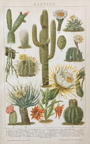 Originalgrafik flora kakteen - flora:,