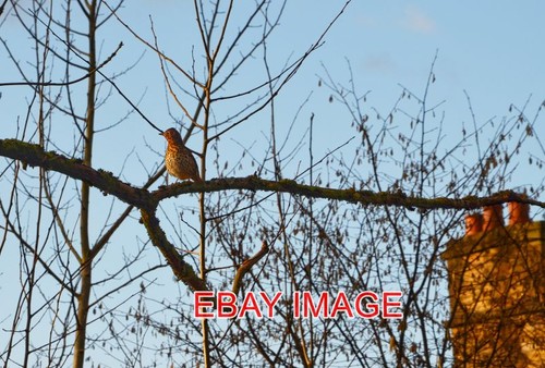 Foto liedddrossel auf - foto,