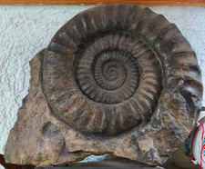 Arietites pinguis großer Ammonit sehr gut erhalten, 32x34x12 cm, 14,4 kg