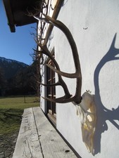 Starkes Hirschgeweih Hirsch