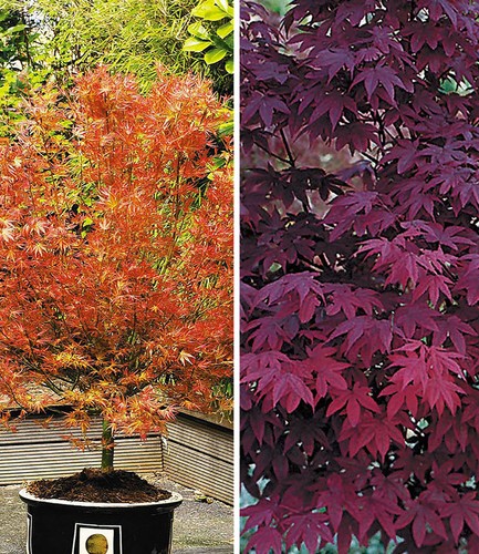 Japanische ahorn kollektion - japanische,