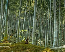 frische Moso Bambus Samen, Riesenbambus, Phyllostachys edulis, NEU Nov. 2025