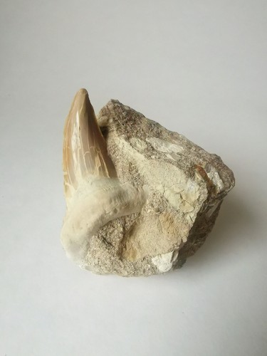 Obliquus teeth from morocco - teeth,