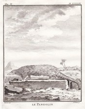 Pangolin Pholidota