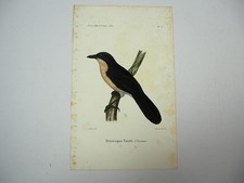 Lithographie Revue et Mag. de Zoologie 1858 Vogel Dryoscopus Bocourt Buquet