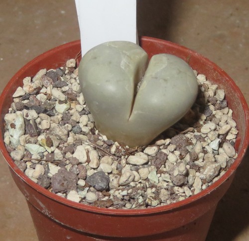 Lithops ruschiorum - , v