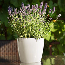 Blumentopf Übertopf Pflanztopf Untersetzer Hochglanz 5 Größen 3 Farben TOP