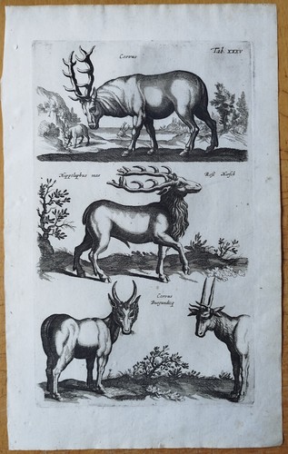 Hirsch merian johnston - hirsch, (t35)