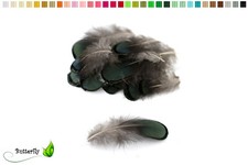 20 Fasanenfedern 4-8cm Federn Fasan Schmuckfedern Bastelfedern Dekofedern Vogel