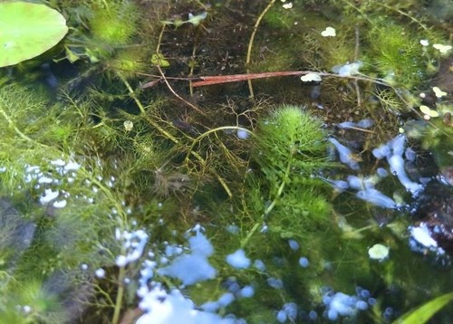 Triebe wasserschlauch fängt - triebe,