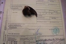 Schwarzbärkralle Bärenkralle