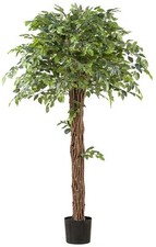 Ficus Benjamina 175cm grün