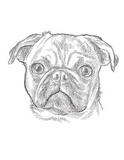 2X Pug Dogs Car Decal Sticker