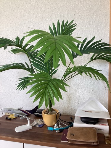 Künstliche palme 50cm - palme, ca