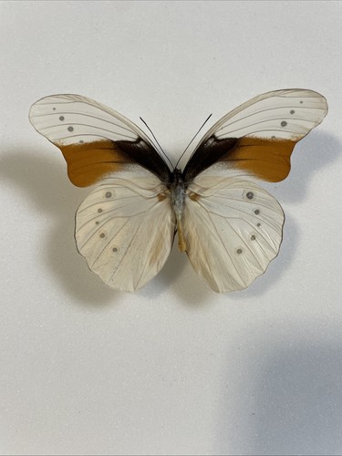 Entomologie*Taenaris