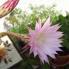 schöner Kaktus, bekommt tolle