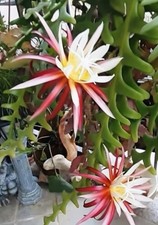 Bizarrer Blattkaktus