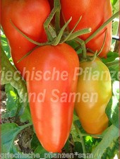 ? ? Hochloma Flaschen-Tomate aus Russland alte Sorte 10 frische Samen Balkon