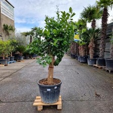 Zitronenbaum "Citrus Limon"