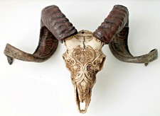 Widdergeweih Widder Schädel