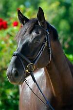 % Stübben Trensenzaum 1600 Imperial - UVP €159,00 -Reitsport NuddelHof - NH