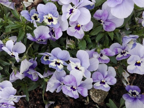 Hornveilchen viola cornuta - hornveilchen,