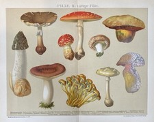 Originalgrafik Flora: giftige