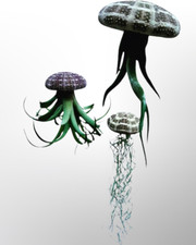 3 Quallen mit Tillandsia in