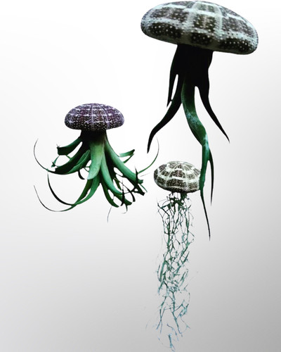 Quallen mit tillandsia in - tillandsia,
